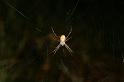 Argiope_trifasciata_D3518_Z_88_Karinji NP_Australie